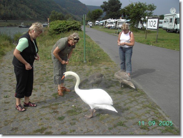 Nächstes Bild