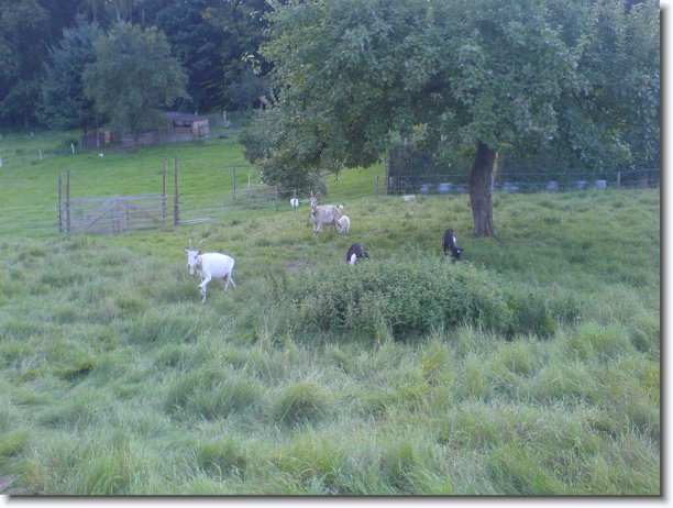 Nächstes Bild