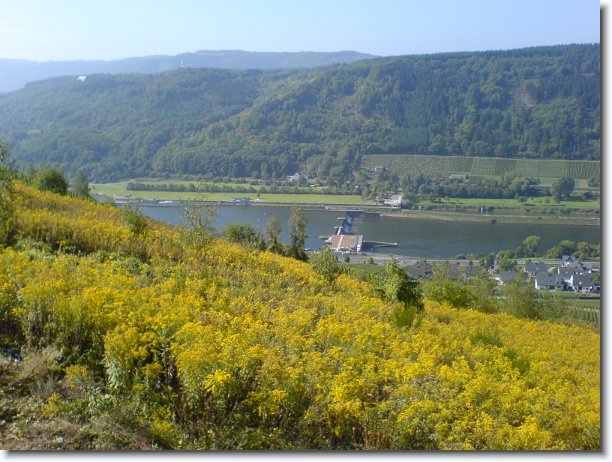 Nächstes Bild